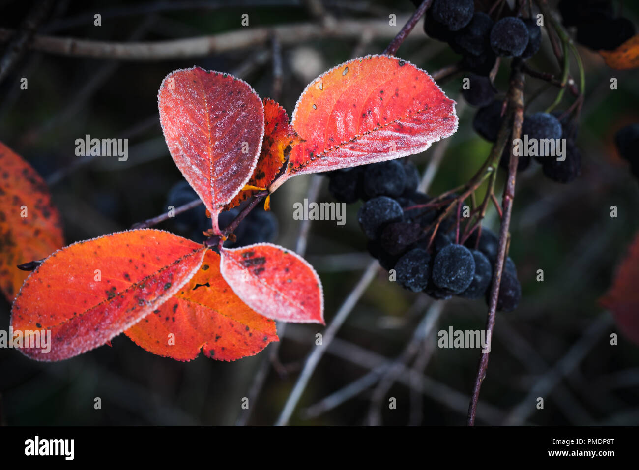 Aronia bush foglie rosse foto macro. È coltivata come piante ornamentali e come prodotti alimentari. Le bacche acida possono essere mangiati crudi Foto Stock