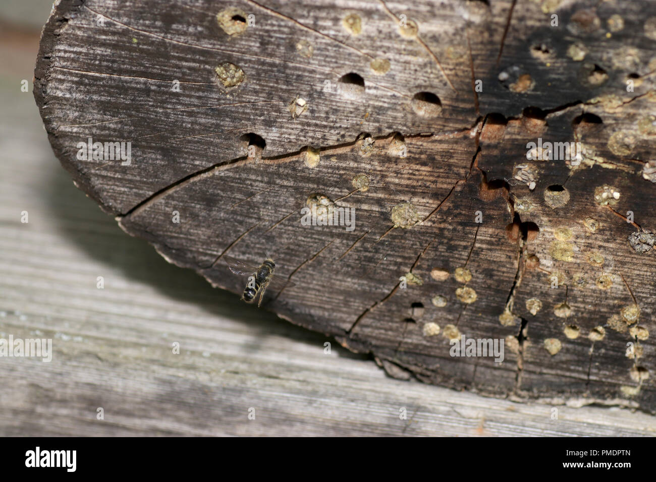 Un insetto albergo o casa di insetto, è un creato artificialmente la nidificazione e la sospensione degli aiuti per gli insetti, Foto Stock