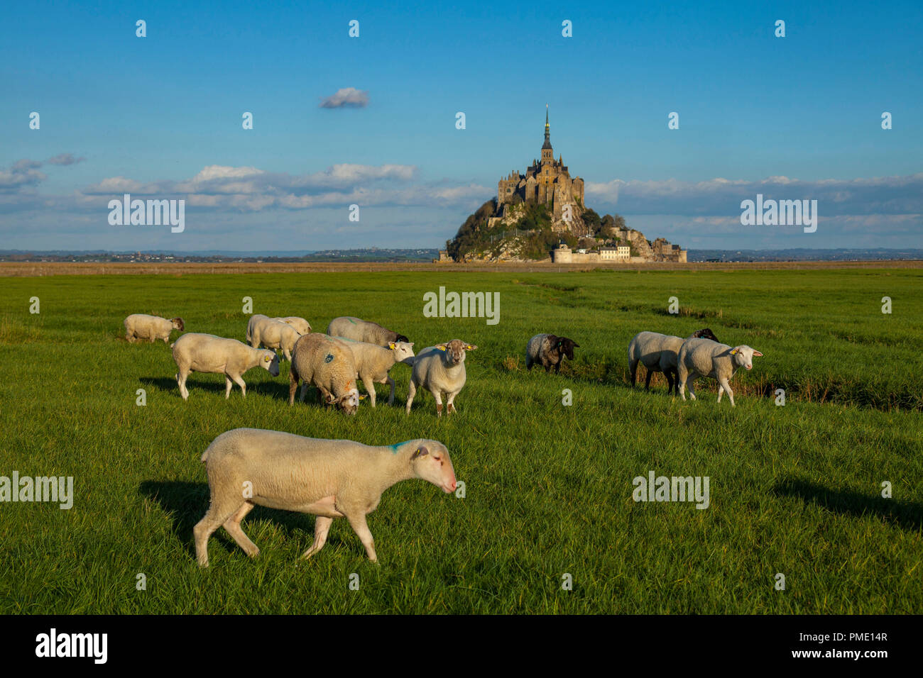 Le Mont Saint Michel: sale prato pecore (non disponibile per la produzione di cartolina) Foto Stock