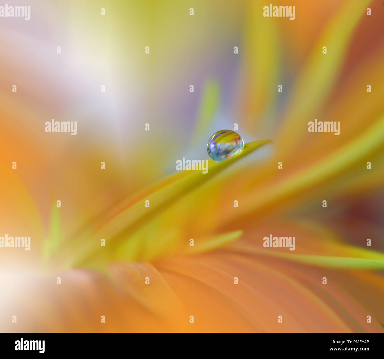 Abstract foto macro con gocce d'acqua. Tranquilla closeup sfondo d'arte. Fiori artistico per desktop. Colori pastello.trasparente e chiara la natura.Relax Foto Stock