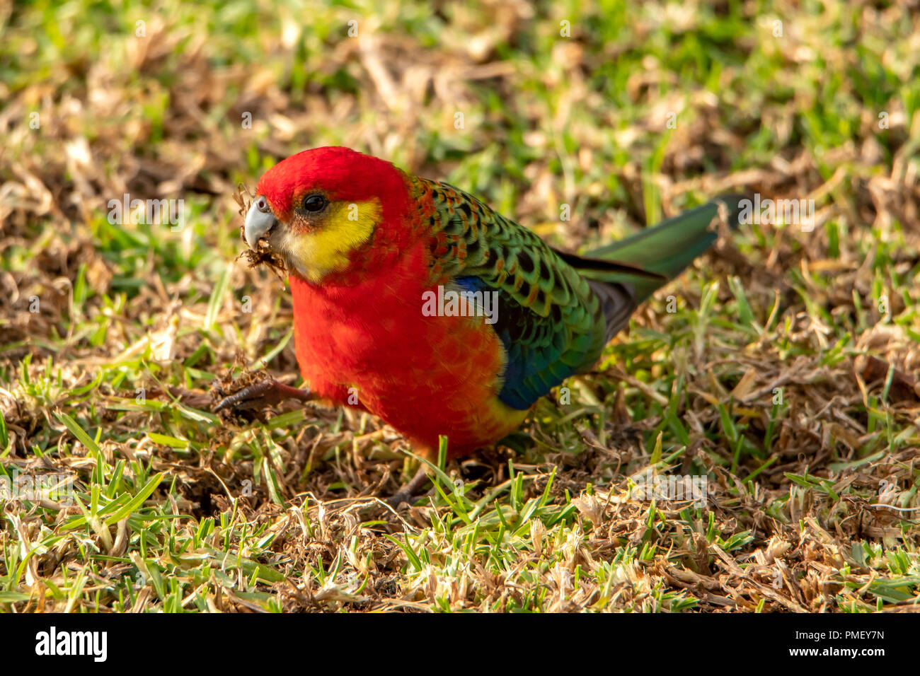 Western Rosella, Platycercus icterotis a Bridgetown, WA, Australia Foto Stock