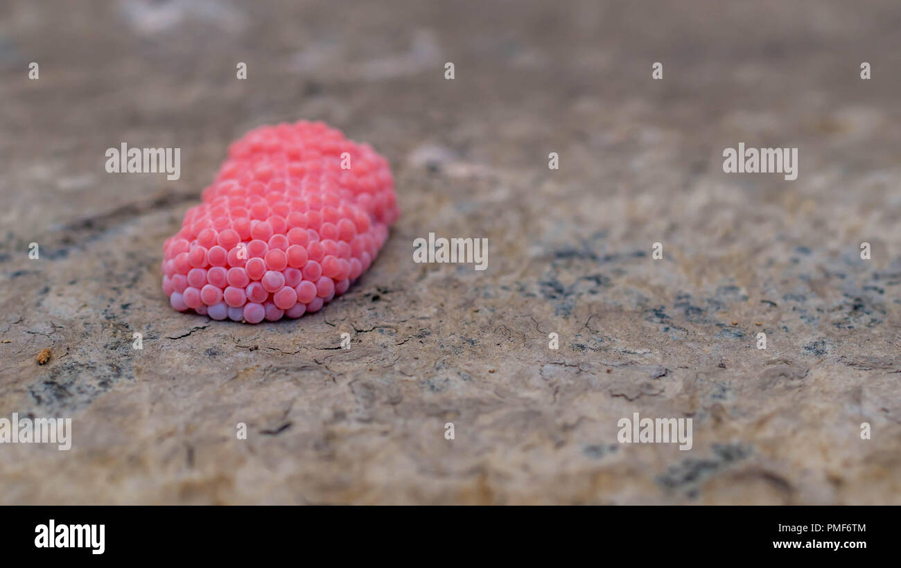 Uova di colore rosa della lumaca Pomacea canaliculata Lamarck. Questo va a passo di lumaca è pest per la pianta di riso Foto Stock