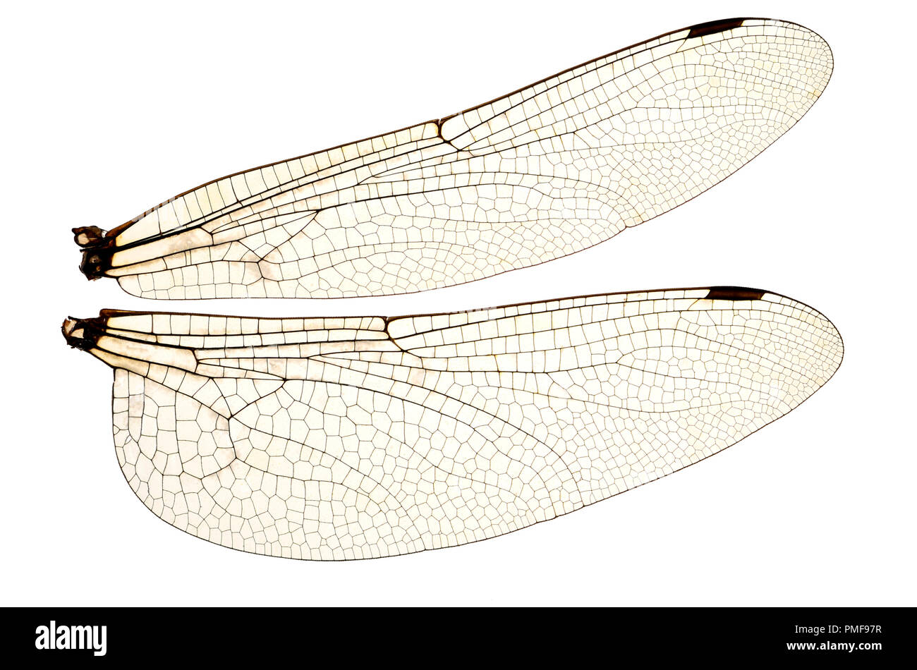 Le ali della comune Darter Dragonfly (Sympetrum striolatum) da morto un campione. Mostra le venature e le celle trasparenti Foto Stock