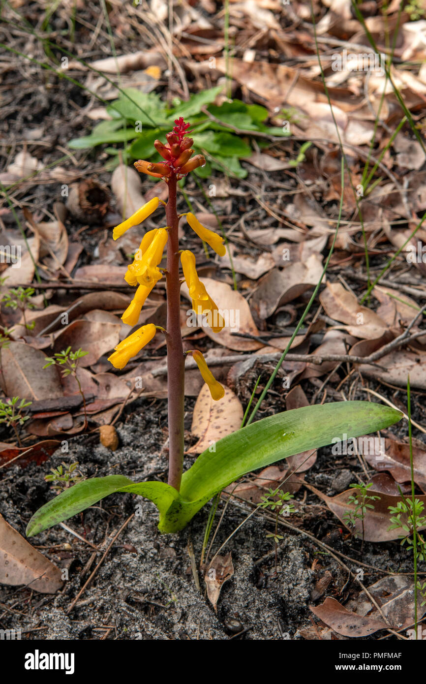 Lachenalia aloides, Opale fiore Foto Stock