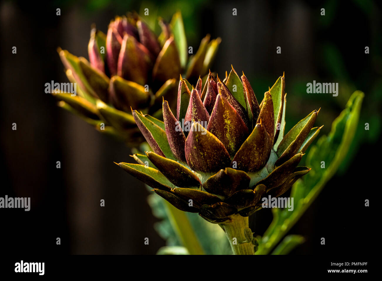 Carciofi boccioli di fiori sono la parte che viene mangiato. Foto Stock