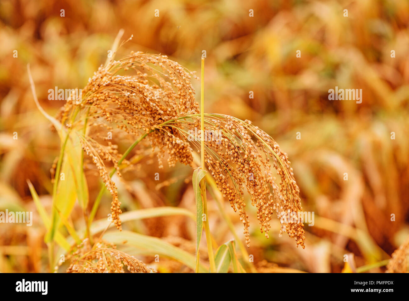 Coltivate Sorghum bicolor o grande miglio in campo agricolo Foto Stock