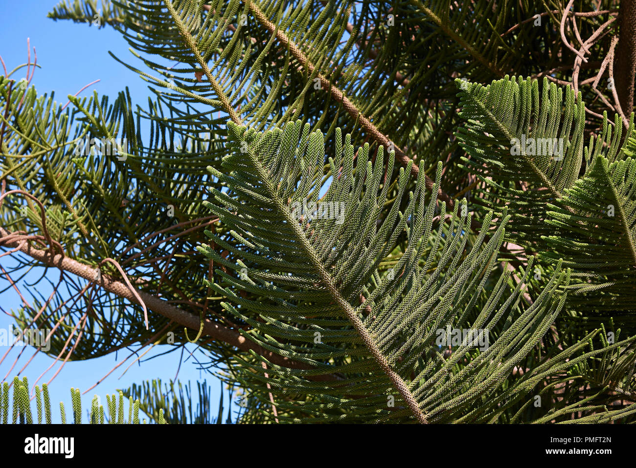 Araucaria heterophylla Foto Stock