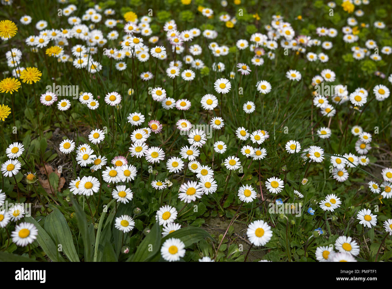 Bellis perennis fiori in un campo Foto Stock