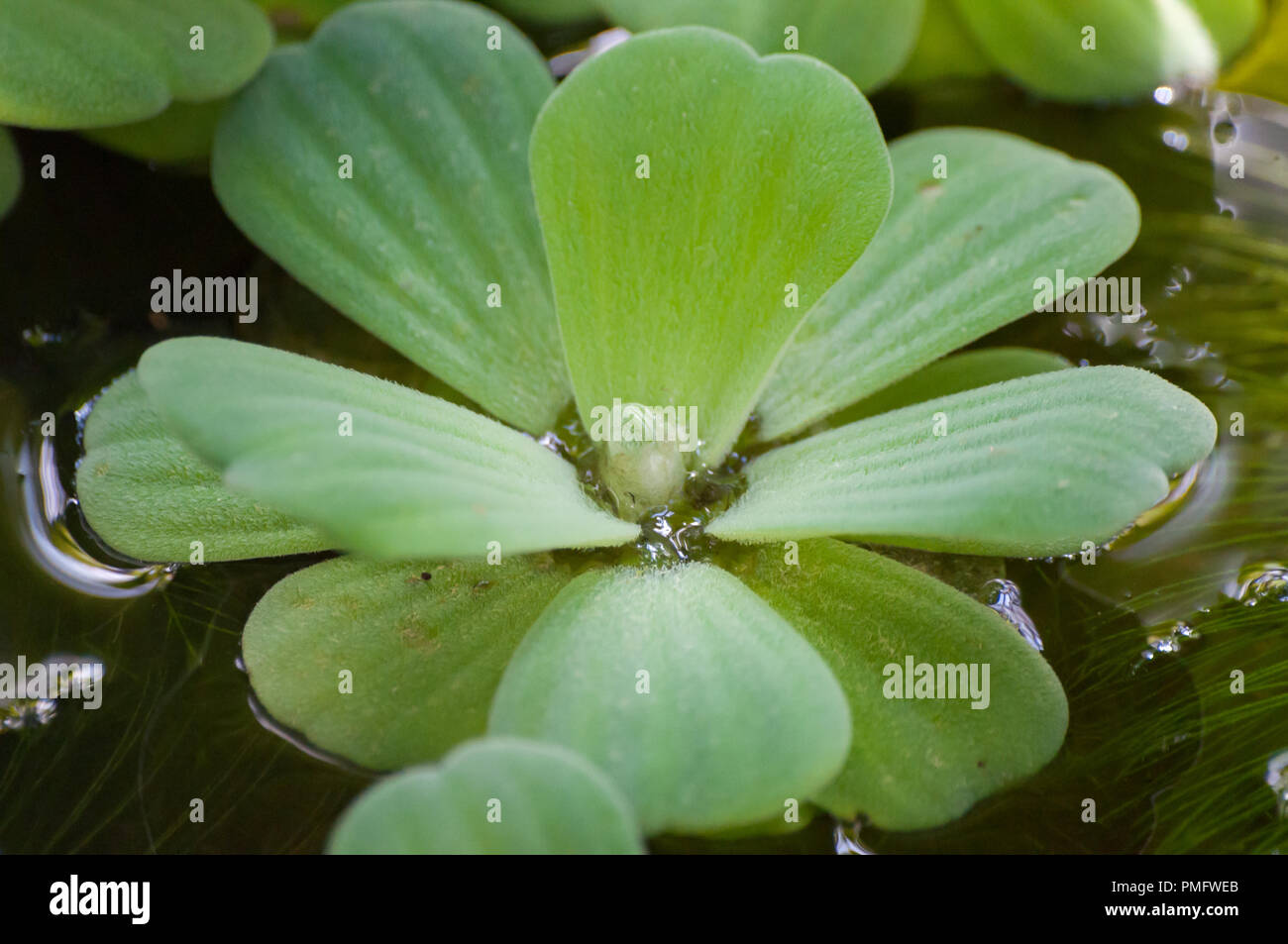 Impianto idrico con verde foglie soffici su acqua stagnante Foto Stock