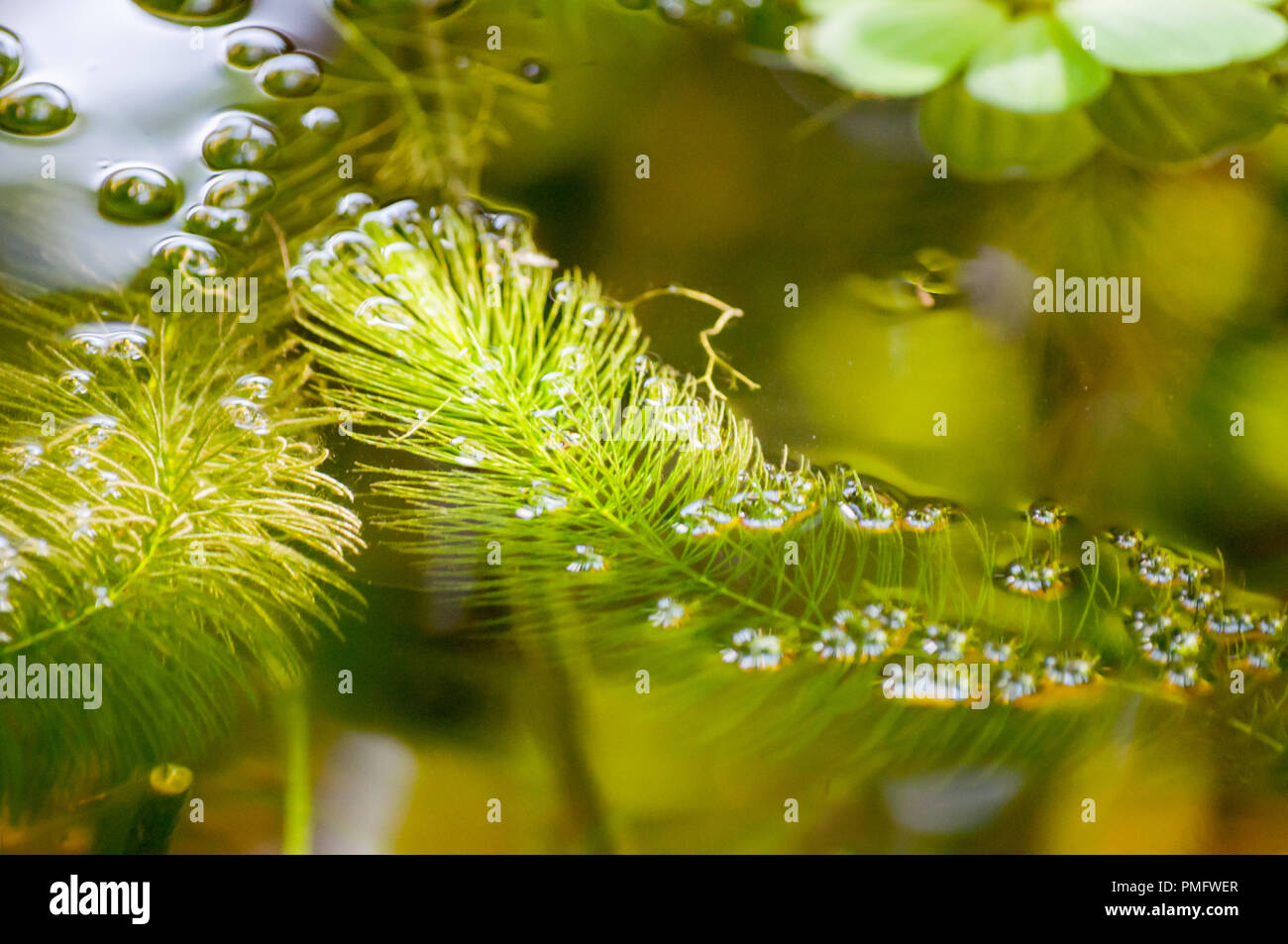 Impianto acqua underwater illuminata da luce Foto Stock