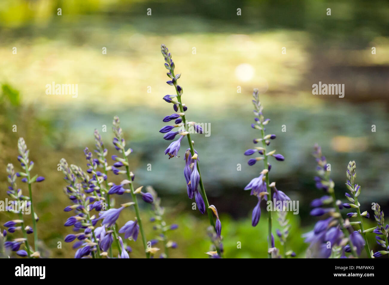 Inglese di fiori di lavanda in fiore sul prato Foto Stock