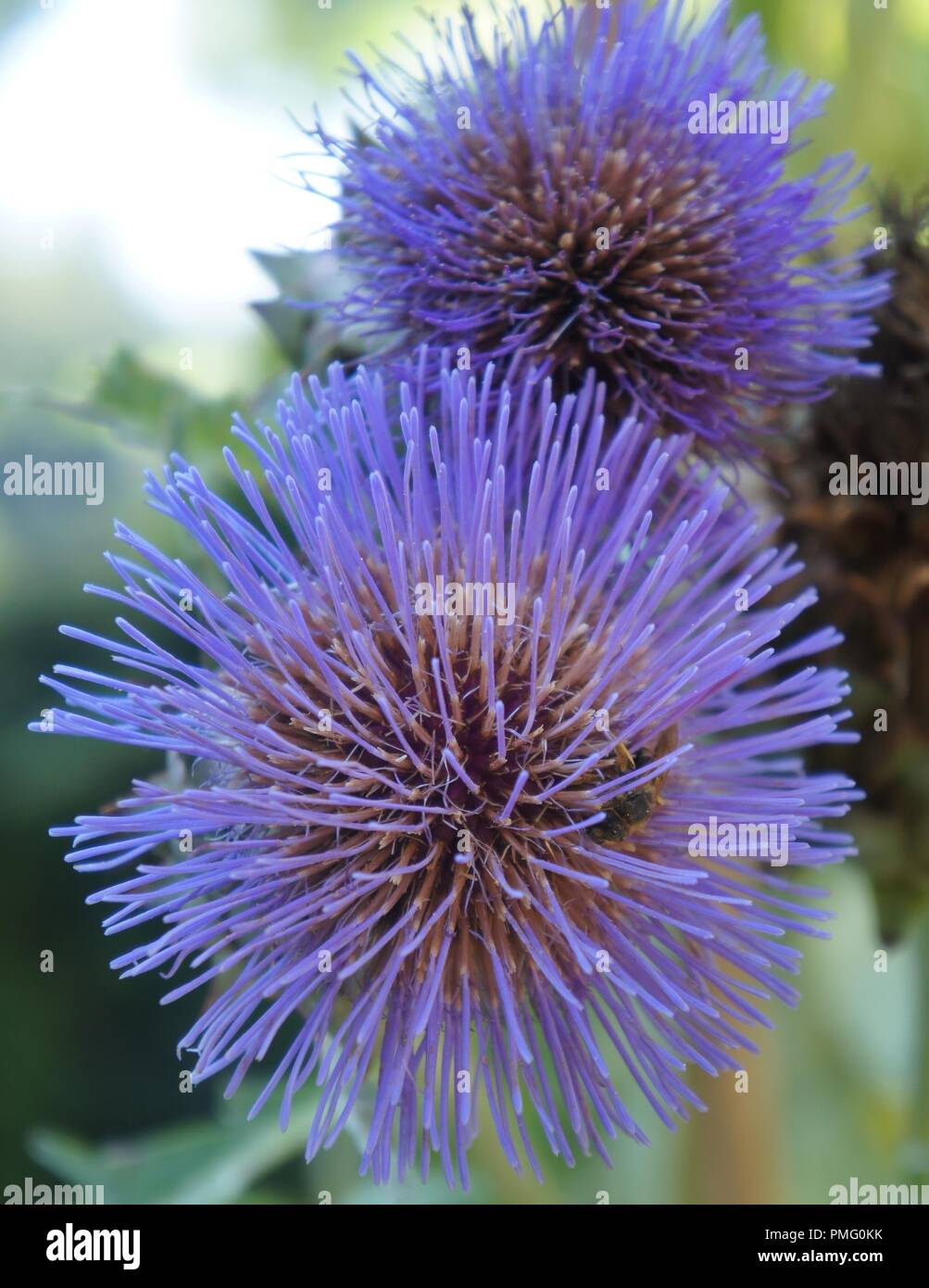 Fleur de cardon bleue, plante potagère famille des cardons et artichauts Cynara cardunculus, cardo Blu fiore, ortaggio famiglia di cardi Foto Stock