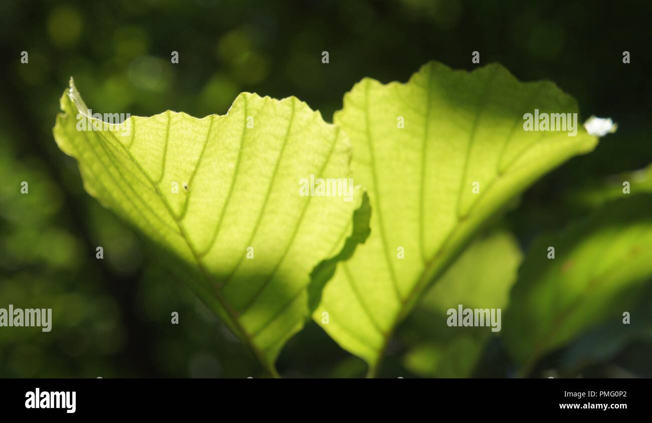 2 grandes feuilles vertes dans un rayon de Lumières de sous bois, 2 grandi foglie verdi in un raggio di luce da sottobosco, 2 grandes hojas verdes en onu Foto Stock