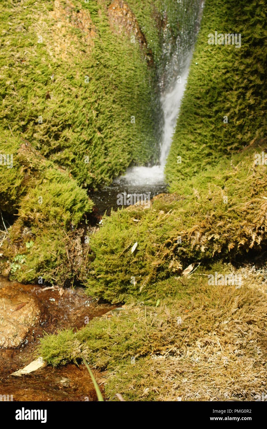 Décoration végétale avec une scivolo d'eau dans un jardin sur des pierres rondes recouvertes d'onu tapis de mousse epaisse, decorazione vegetale con un'acqua Foto Stock