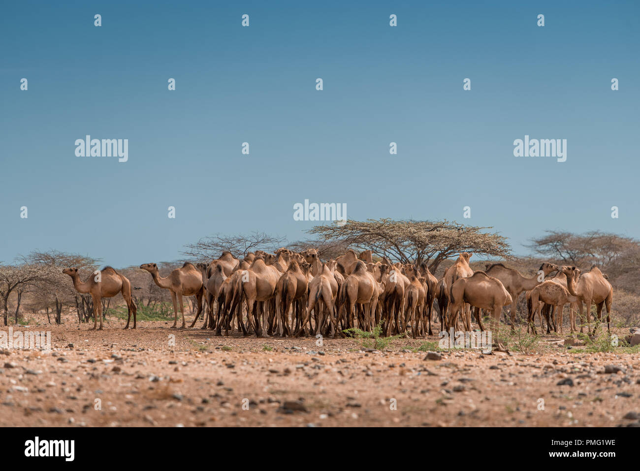 Un colpo di sole di una mandria di cammelli sotto un cielo blu senza nuvole, appartenenti a un tradizionale tribù nomadi, situato nei pressi di Marsabit in arido deserto Kaisut Foto Stock