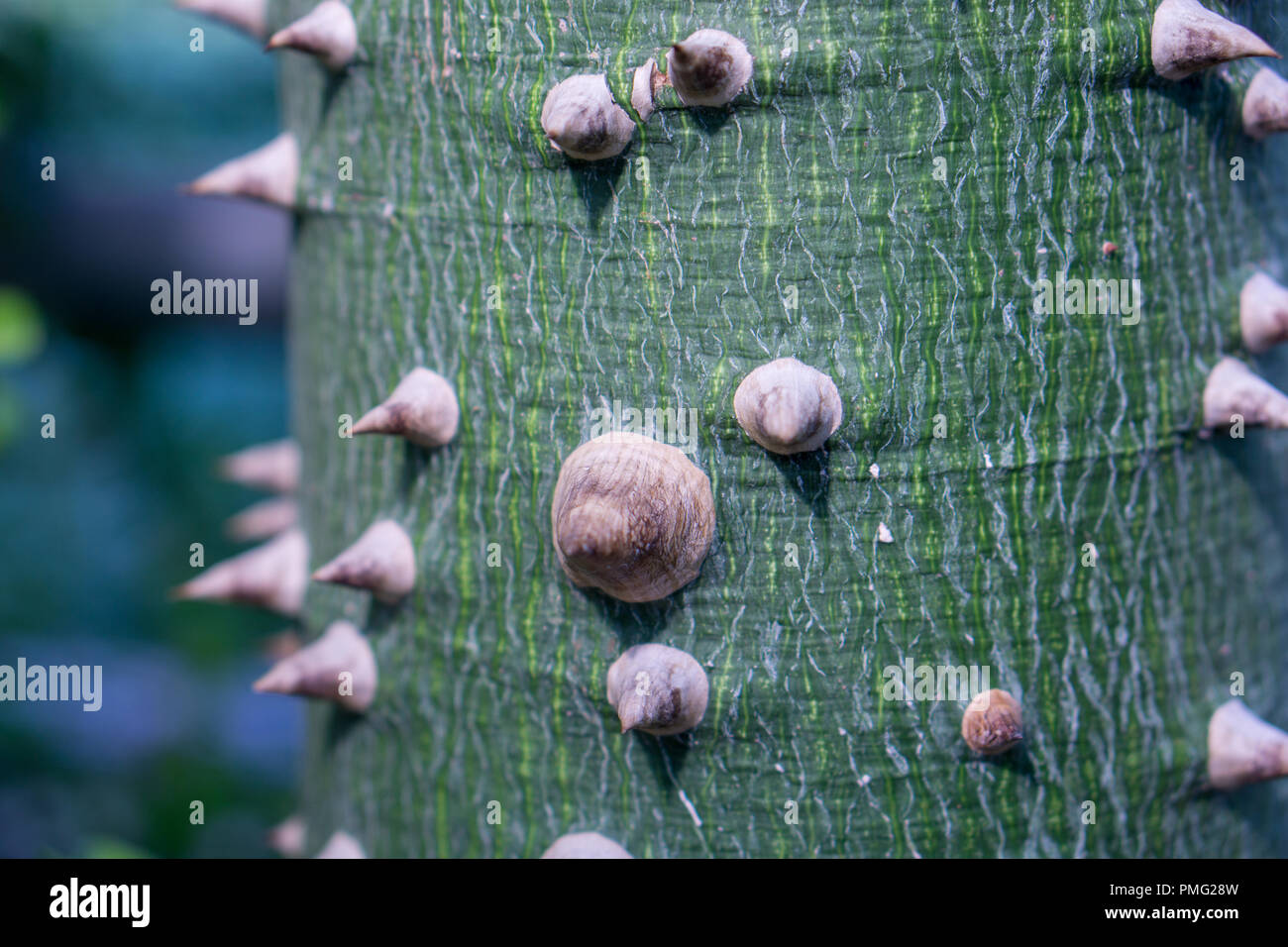 Queste spine appartengono a un vecchio cactus Foto Stock