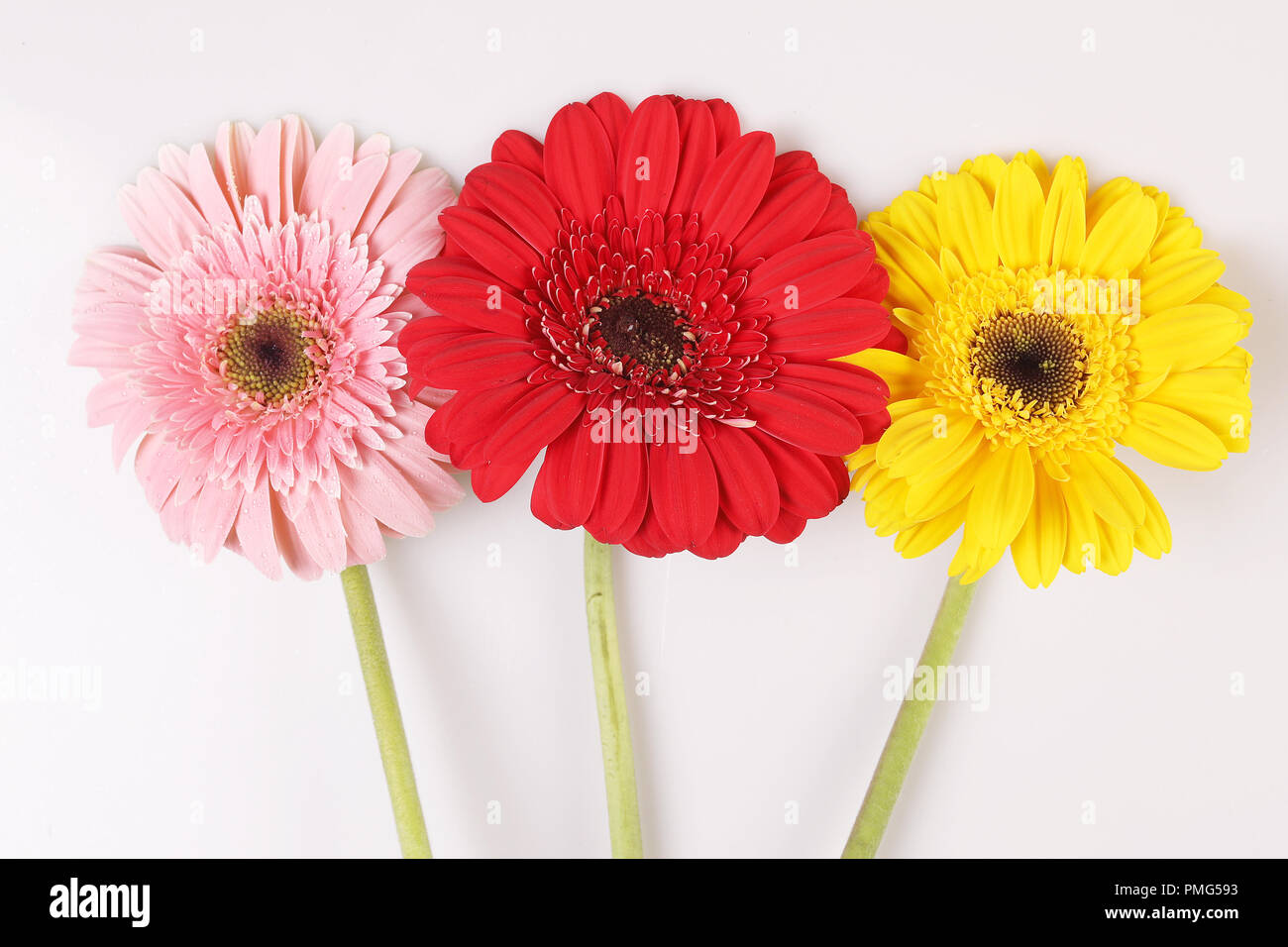 Tre fiori di colore rosa rosso e giallo Foto stock - Alamy