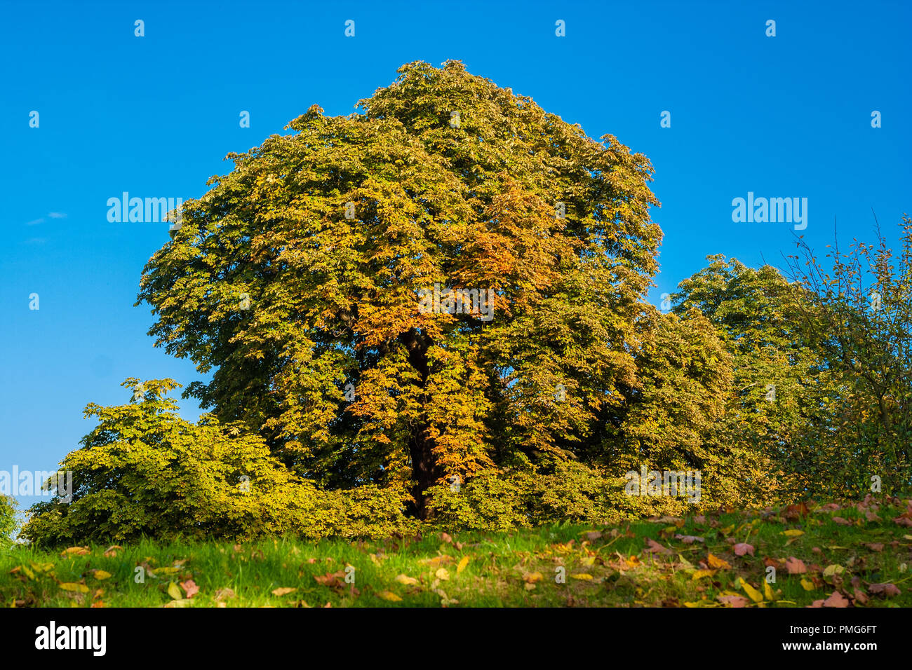 Una grande e bella tall singolo ippocastano (Aesculus) tree, circondato da arbusti della stessa natura, visualizzando il suo colorato Foglie di autunno come un... Foto Stock