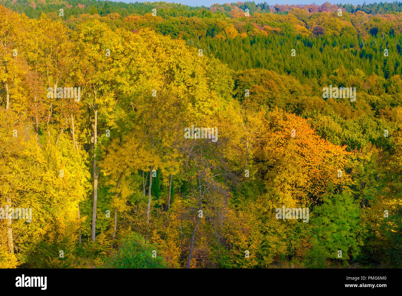 Ottima vista della coloratissima cime degli alberi della foresta Reinhardswald; la visualizzazione di una spettacolare golden fogliame di autunno su una bella giornata di sole in Germania. Foto Stock