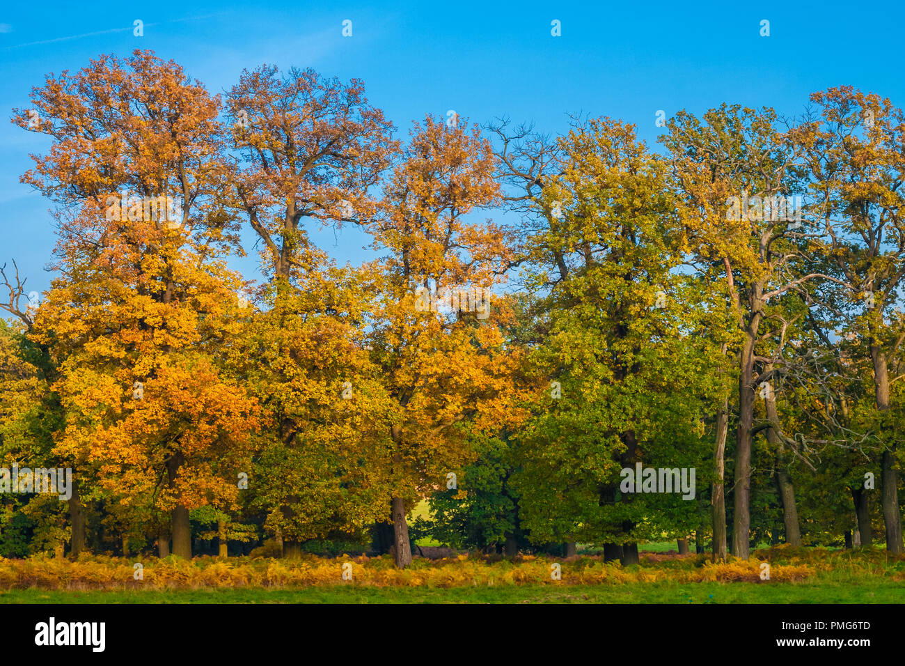 Una bella foto di una fila di alberi di alto fusto con foglie colorate che mostra un autunno dorato in una giornata di sole con un bel cielo blu presso la famosa foresta... Foto Stock