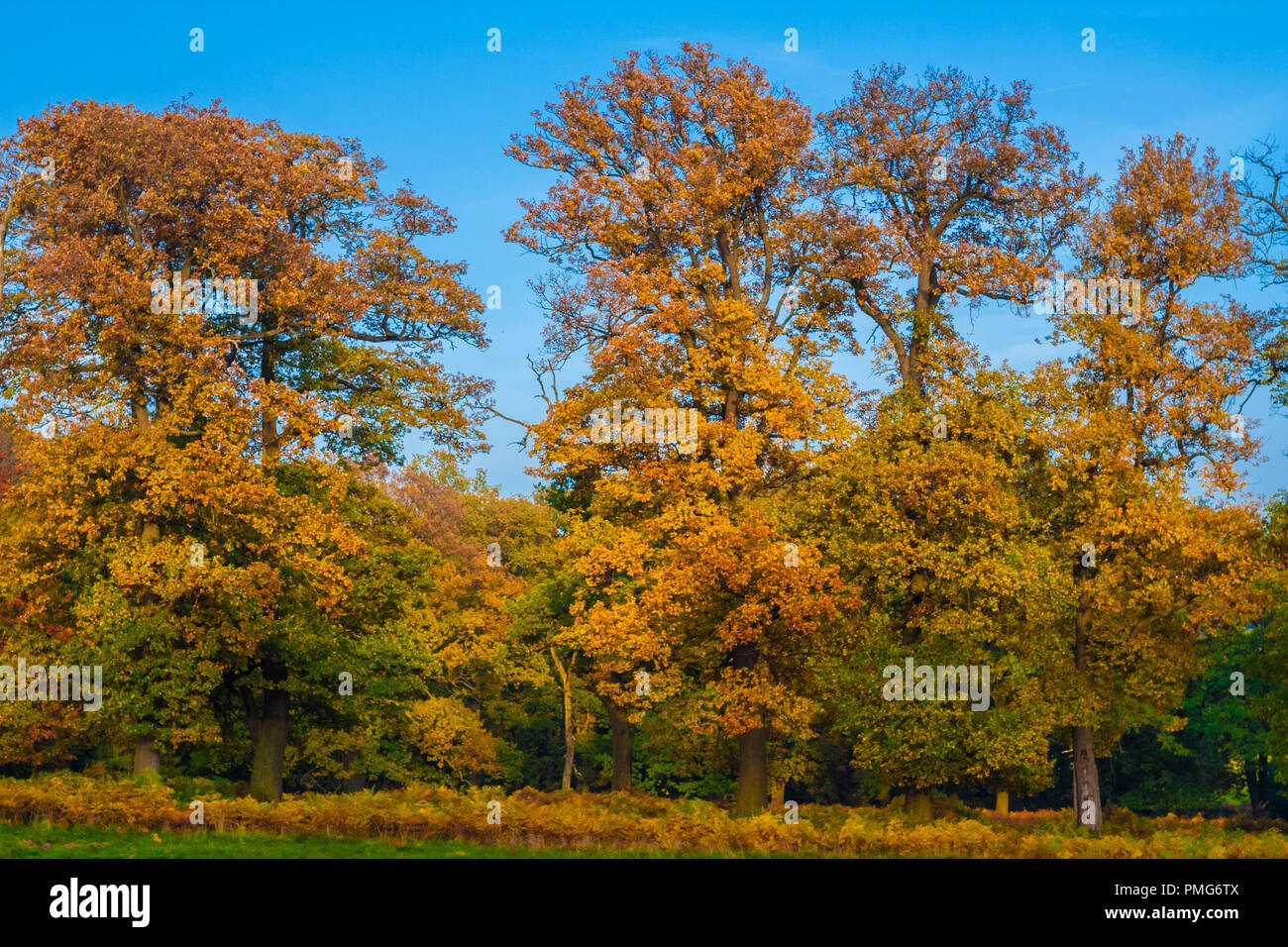 Estate Indiana in Germania. Una fila di grandi alberi sono la visualizzazione di colori autunnali di giallo e arancione su un incantevole golden giornata di ottobre nella mitica foresta... Foto Stock
