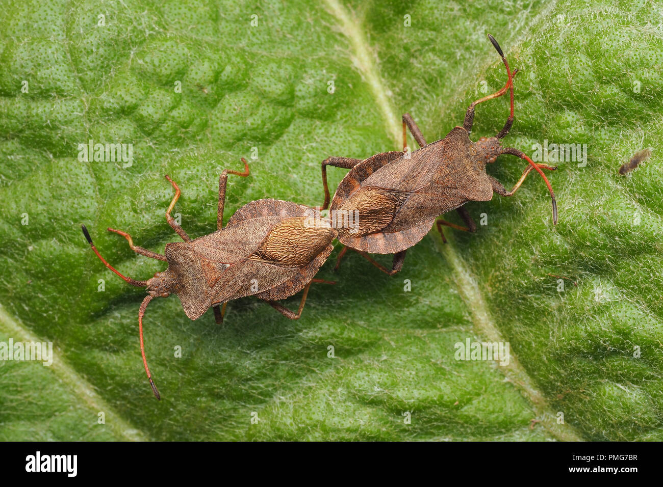 Coppia di dock di accoppiamento Bugs (Coreus marginatus) su foglie di piante. Tipperary, Irlanda Foto Stock
