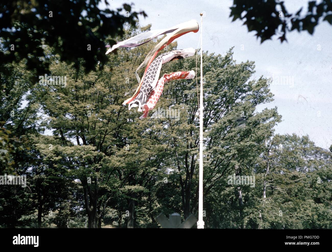 Tradizionale Giapponese o Koinobori carpe calze di vento volare sulla cima di un palo in Giappone, 1965. () Foto Stock