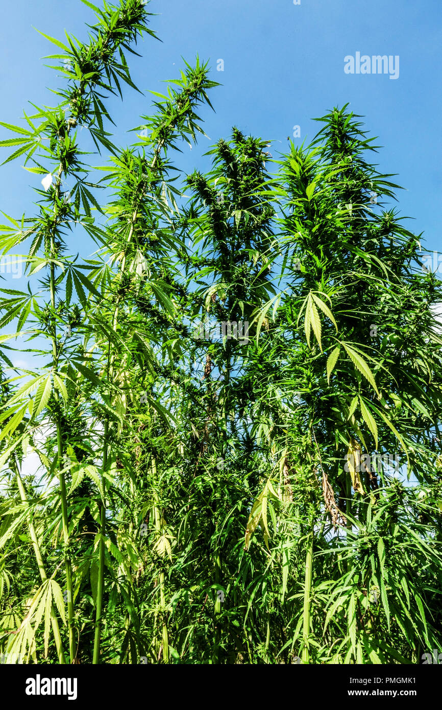 Piante di canapa sativa che coltivano cannabis cielo blu Foto Stock