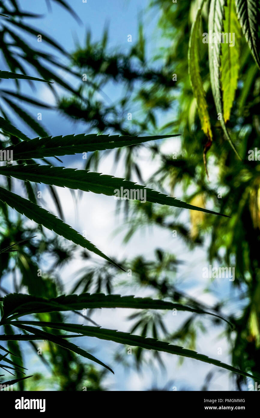 La Cannabis sativa piante crescenti Foto Stock