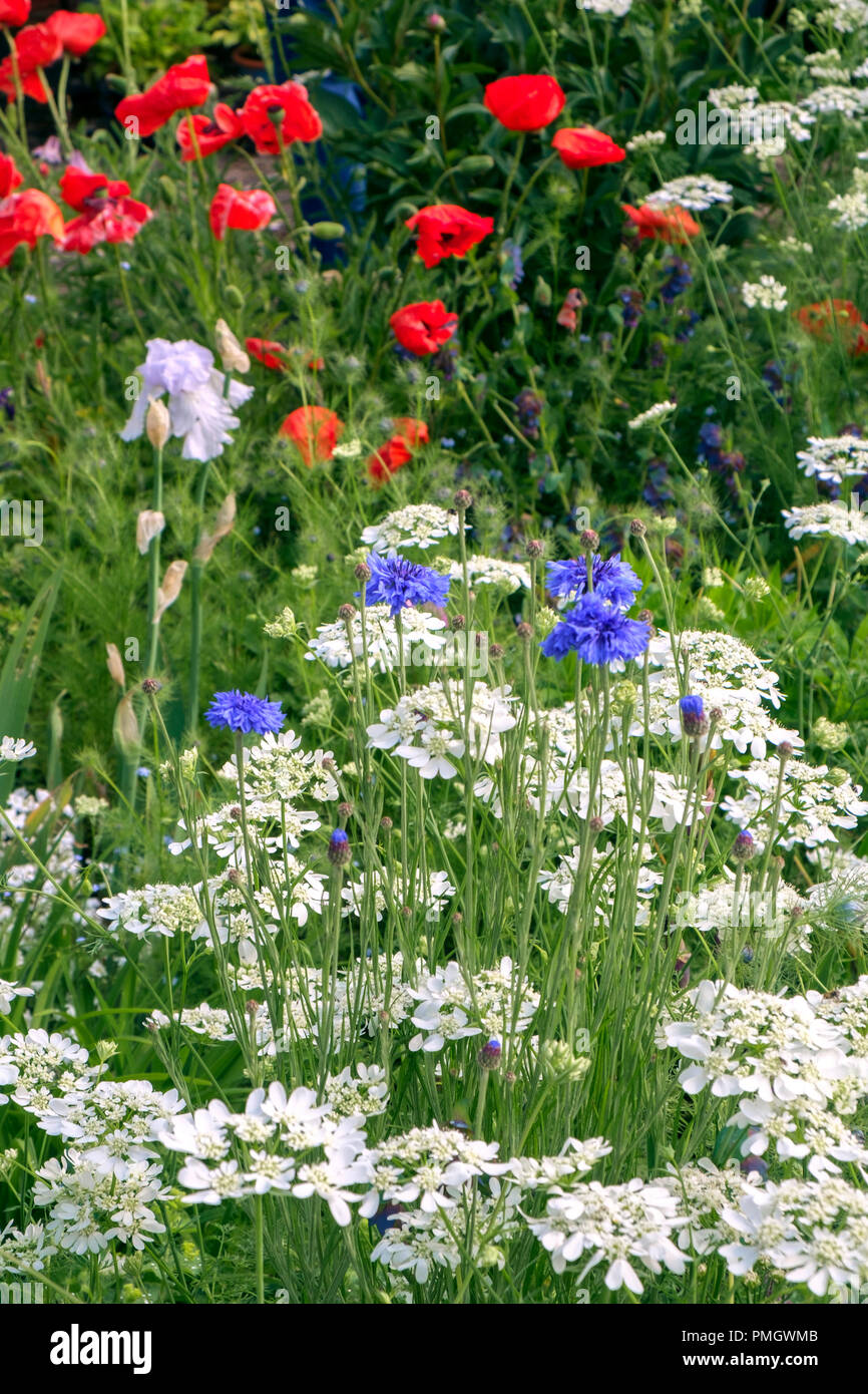 Una tarda primavera flower garden border impaccata con blumi Foto Stock