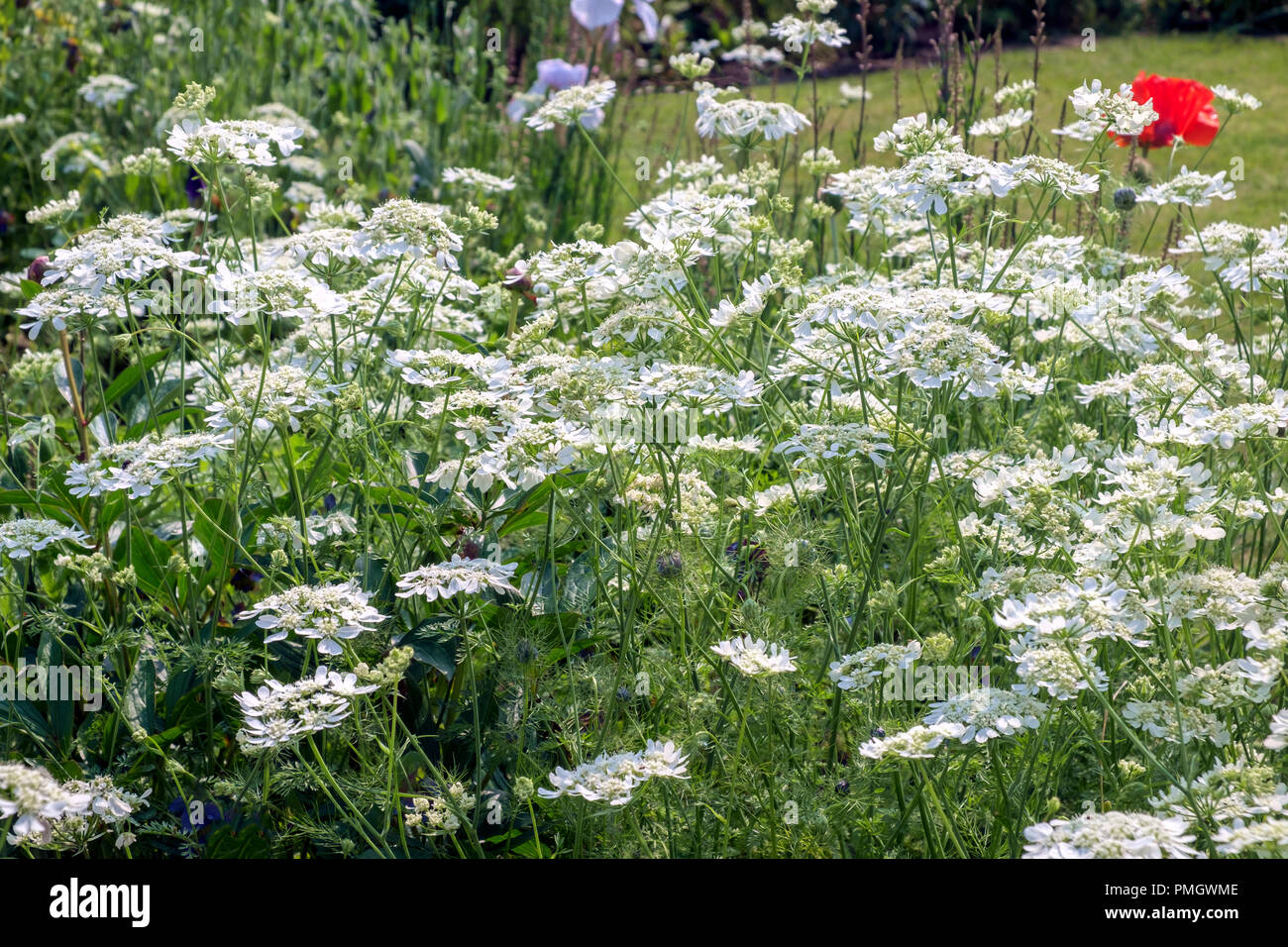 Una tarda primavera flower garden border impaccata con blumi Foto Stock