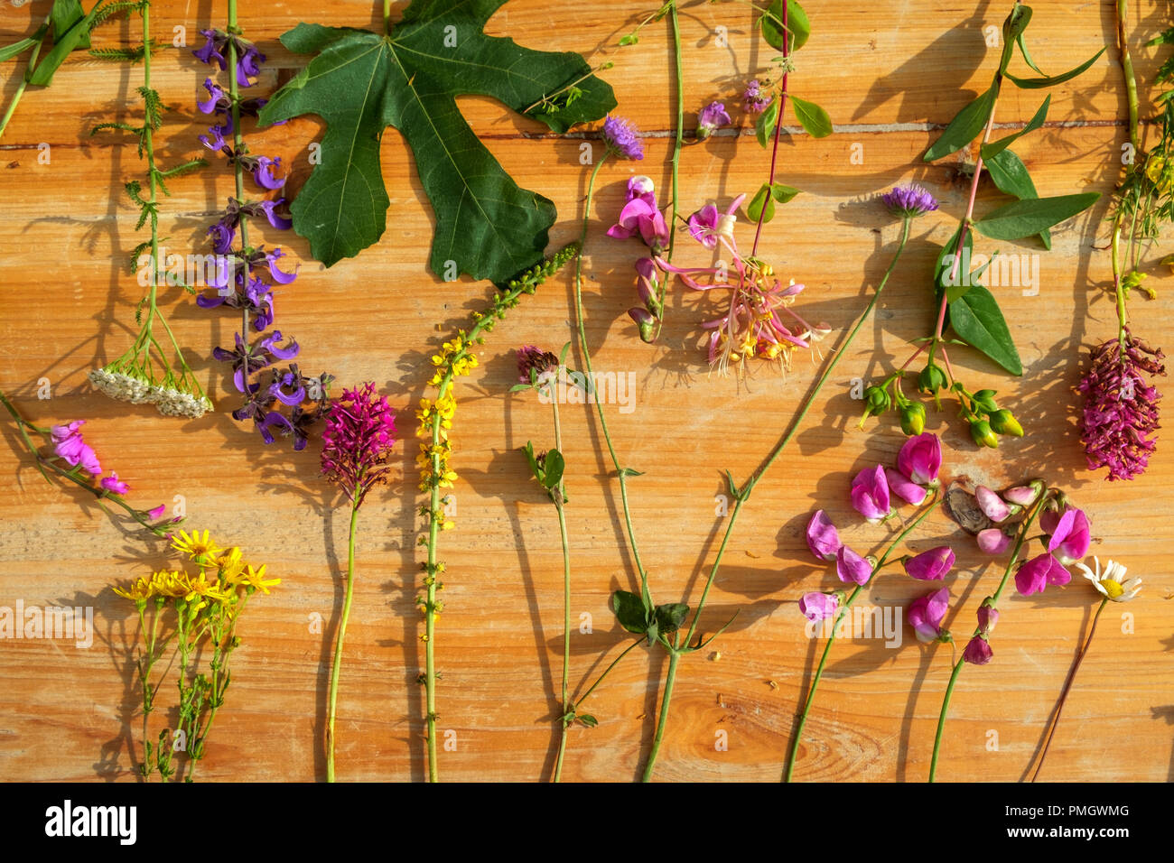 Inizio estate siepe e il bordo del campo di fiori di campo in un piano di disposizione di laici su un tavolo di legno. Foto Stock