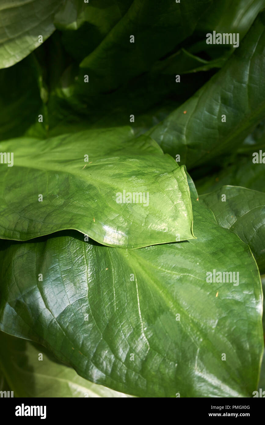 Lysichiton americanus Foto Stock
