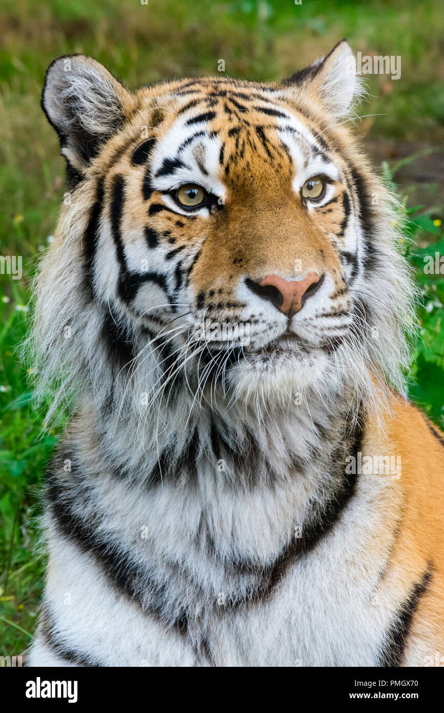 Un siberiano (Amur) Tiger guardando curiosamente in distanza a Knowsley Safari Park, Inghilterra. Foto Stock