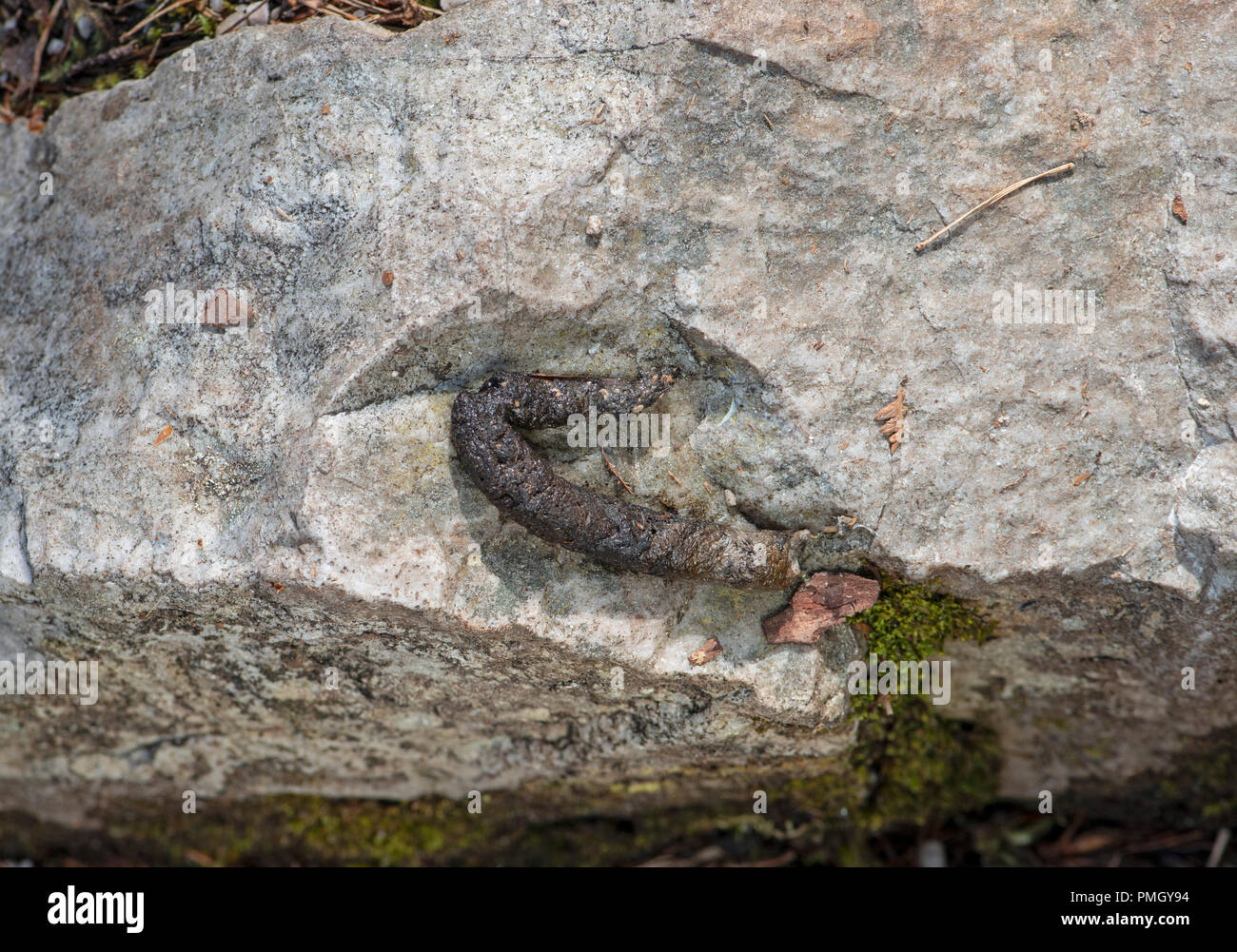 Martora: Martes martes. La caduta di depositato sulla roccia. Beinn Eighe, Scozia. Foto Stock