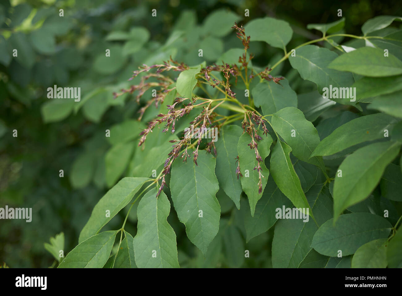 Fraxinus ornus ramo con frutta Foto Stock