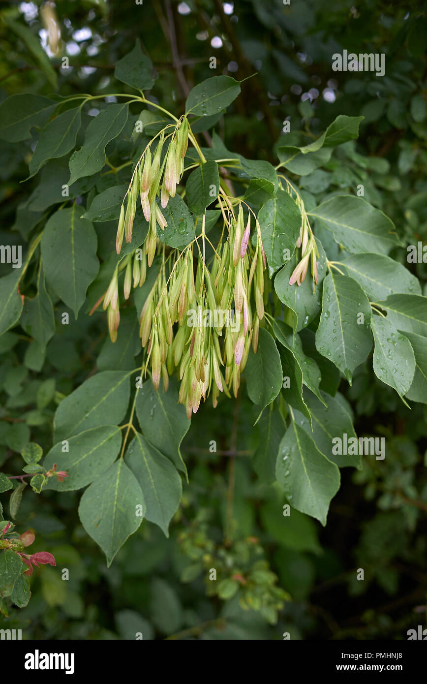 Fraxinus ornus ramo con frutta Foto Stock