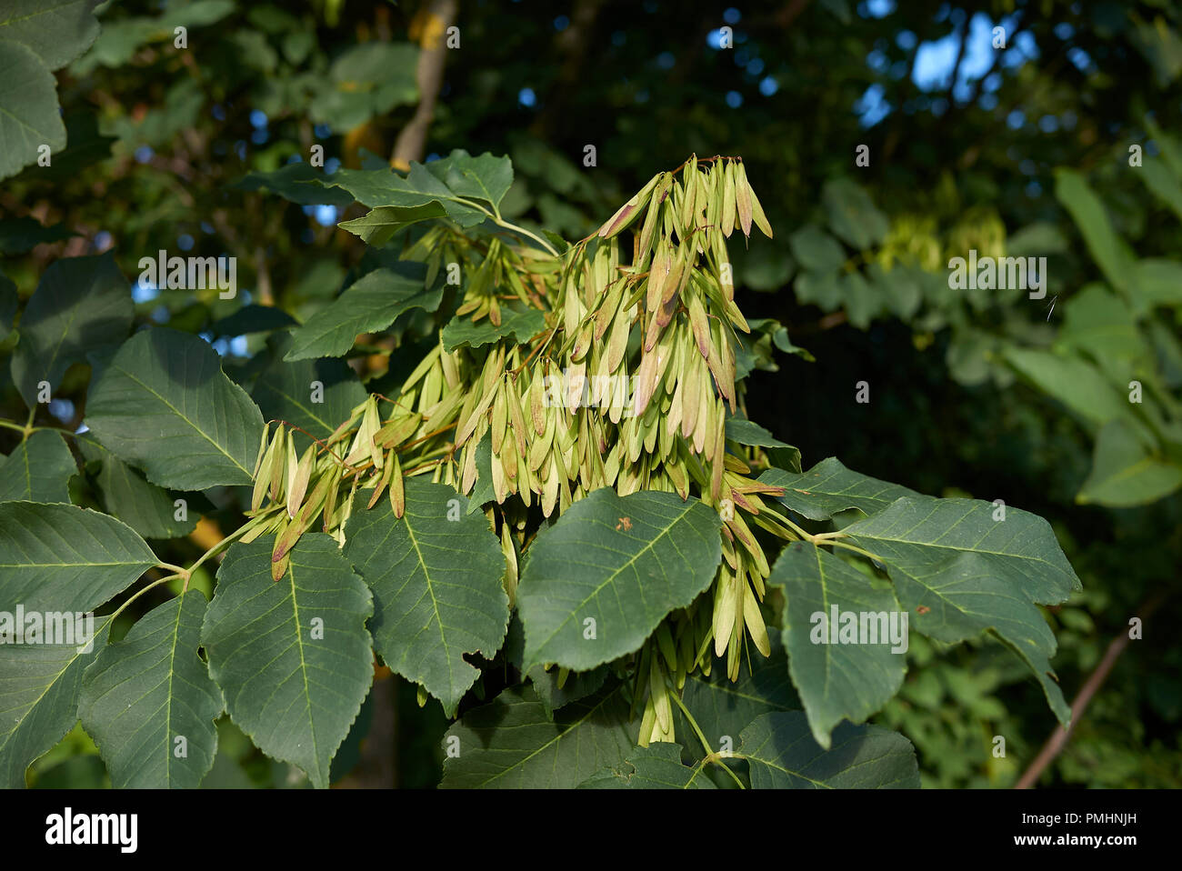 Fraxinus ornus ramo con frutta Foto Stock
