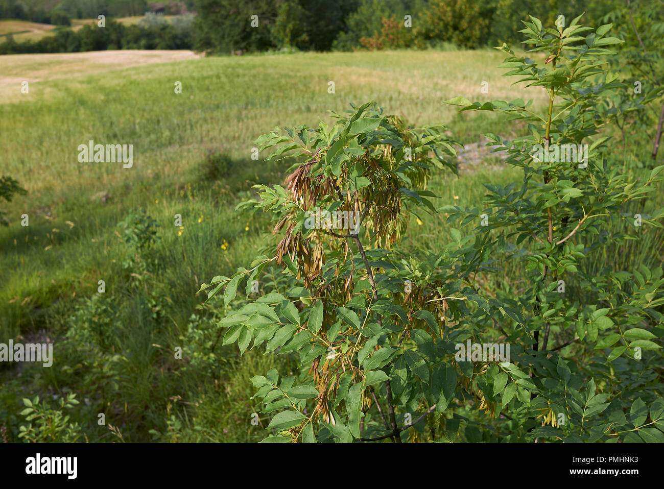 Fraxinus ornus ramo con frutta Foto Stock