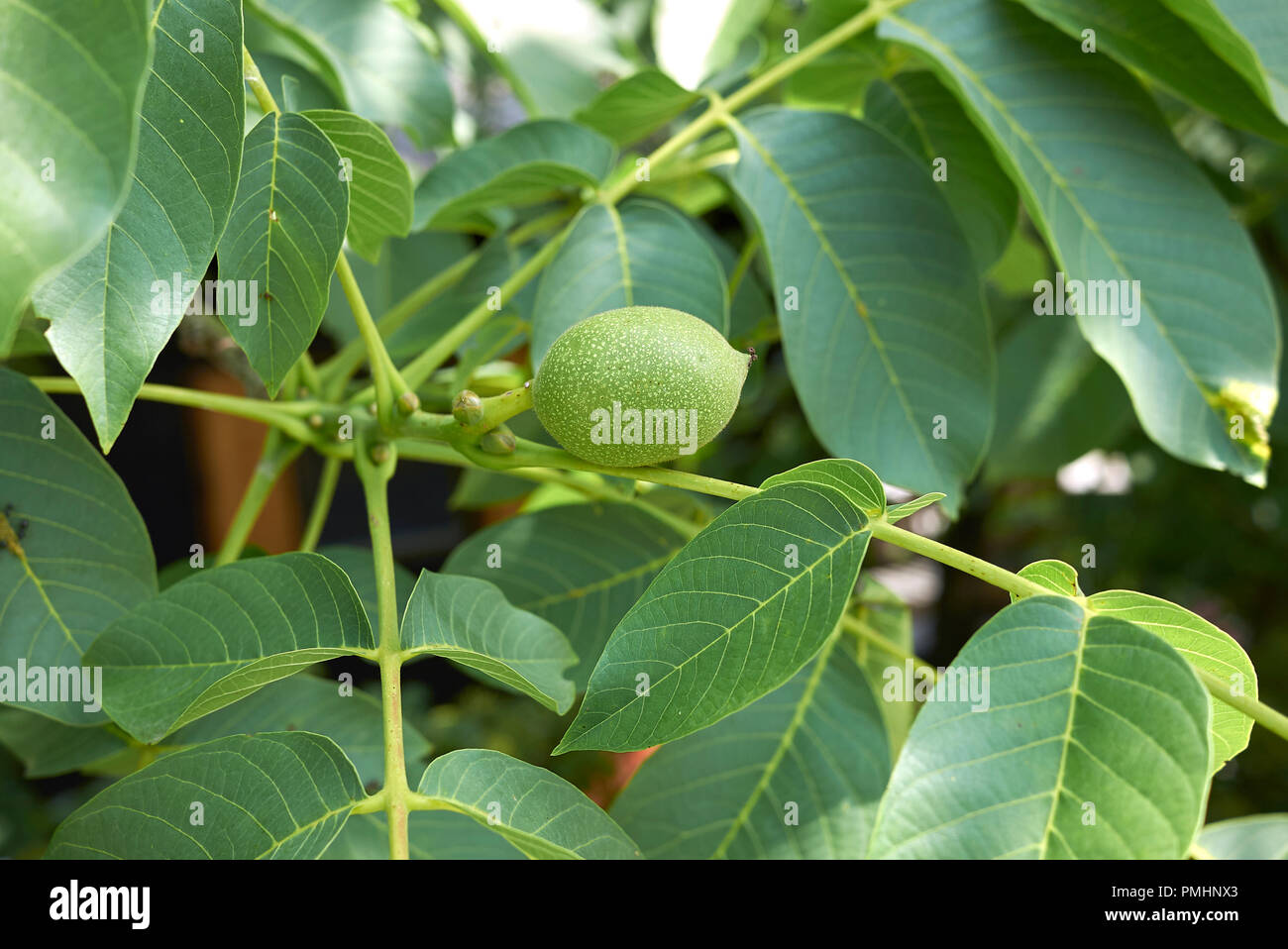 Juglans regia il ramo con le noci Foto Stock