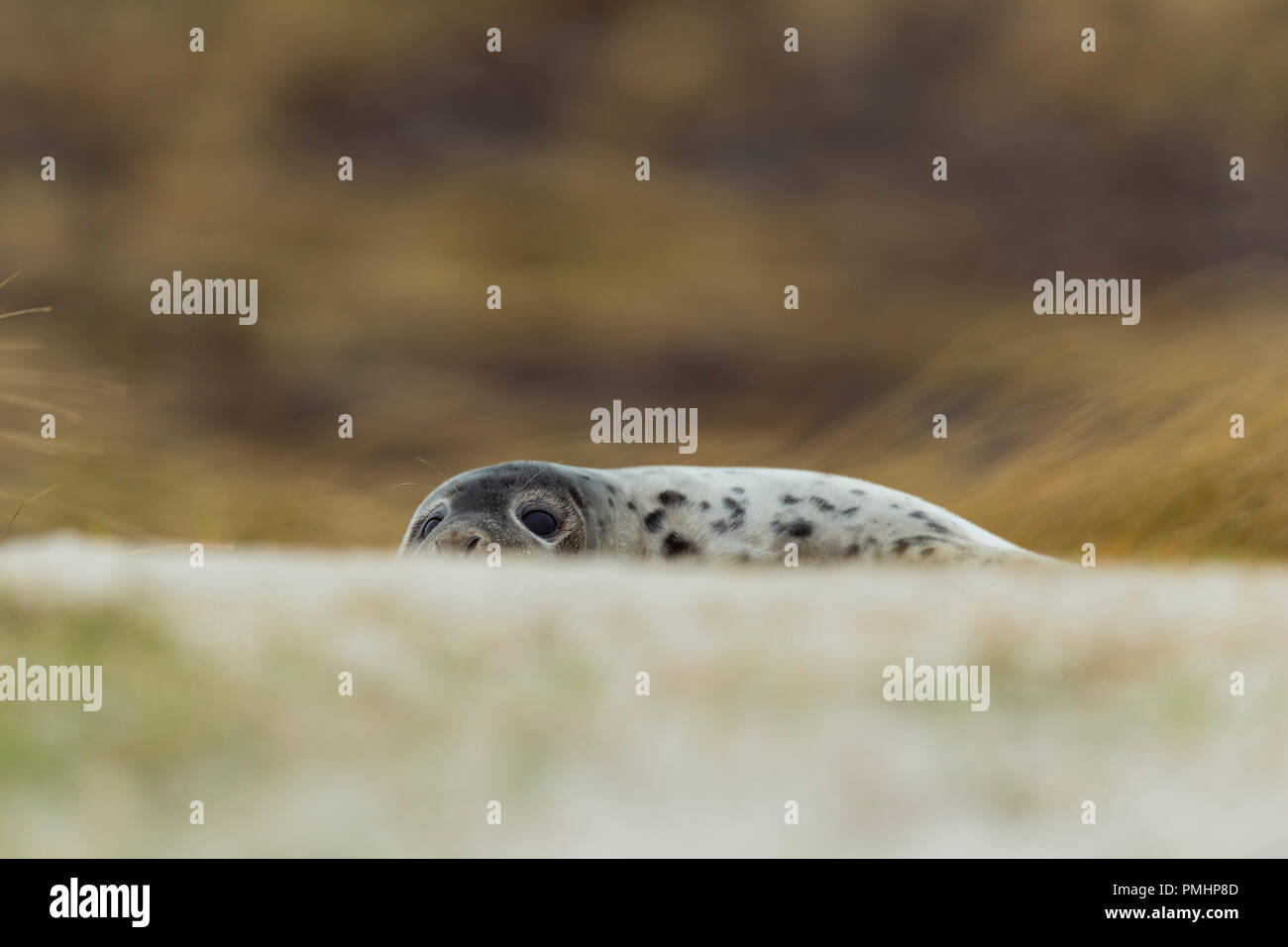 Guarnizione grigio, Halichoerus grypus, Pup, Europa Foto Stock