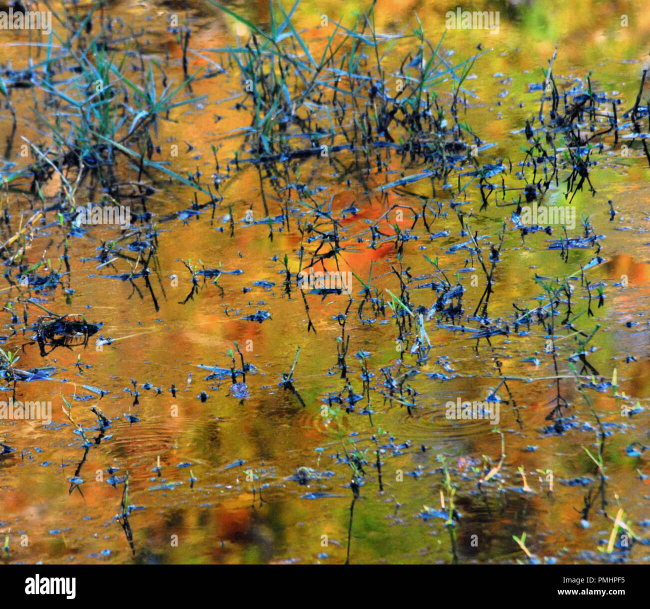 Autunno nel parco nazionale di Yosemite. Grande luce del sole riflette i caldi colori autunnali ancora in un stagno. Foto Stock