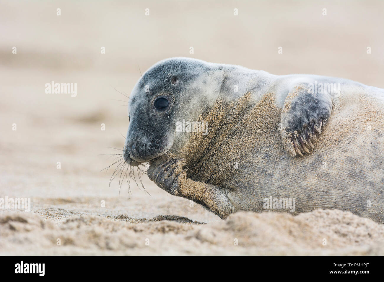Guarnizione grigio, Halichoerus grypus, Pup, Europa Foto Stock