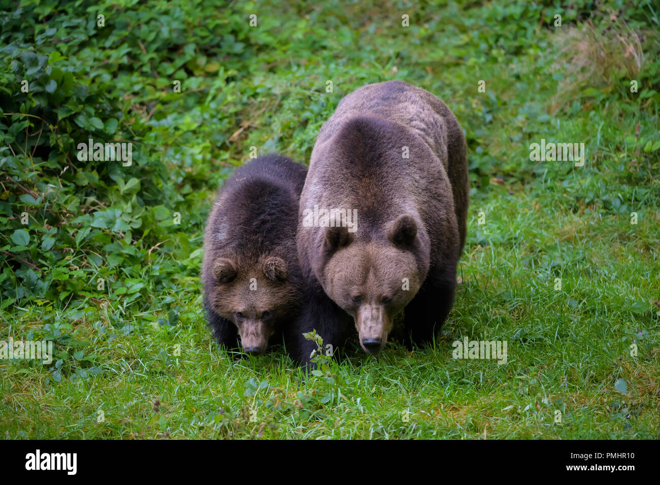 Orso bruno Ursus arctos, femmina con cub, Baviera, Germania Foto Stock