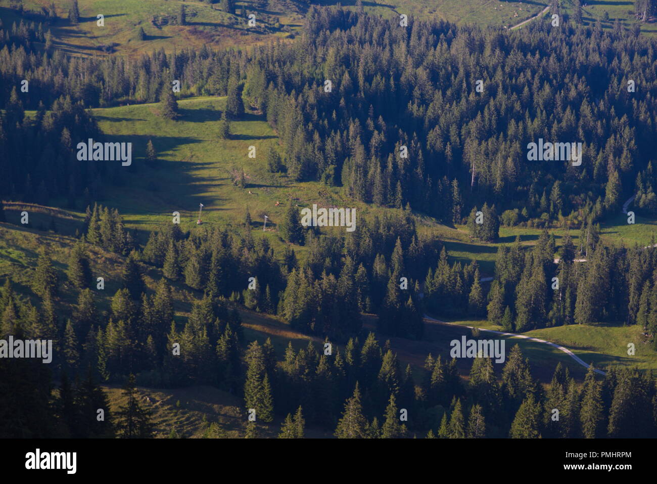 Bosco di abeti Foto Stock