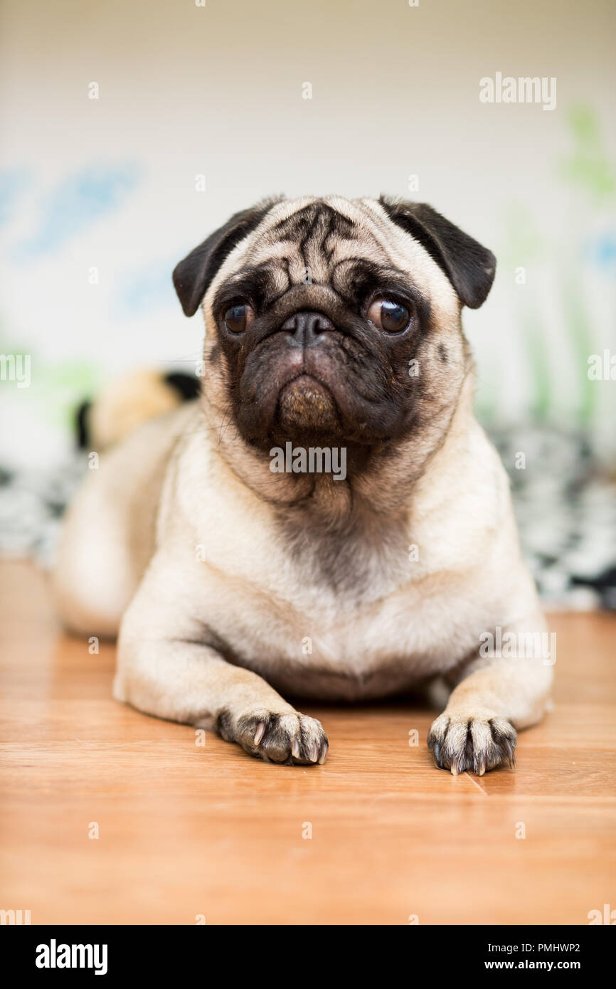 Cucciolo di razza Pug giace sulla sua coverlet accanto Foto Stock