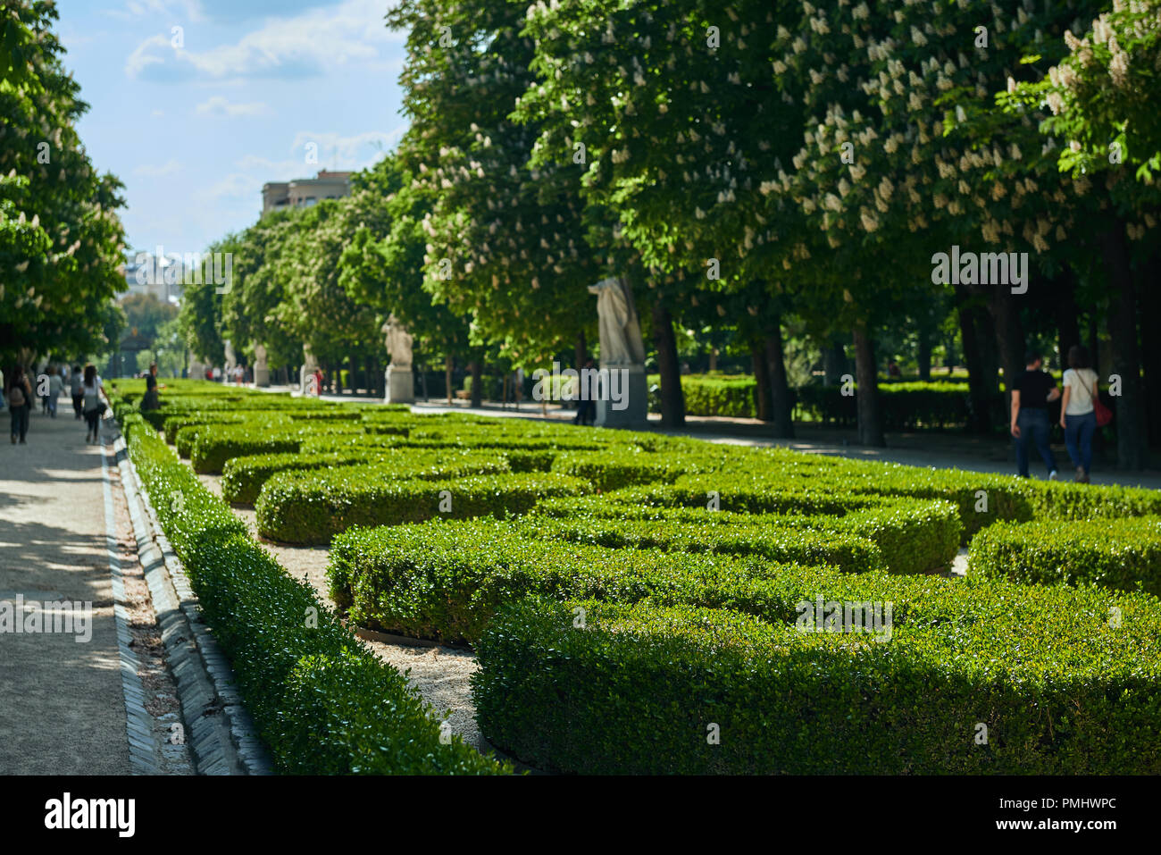 Cespugli di bosso hedge a zig zag in forma pubblica europea di park (Topiaria da) Foto Stock