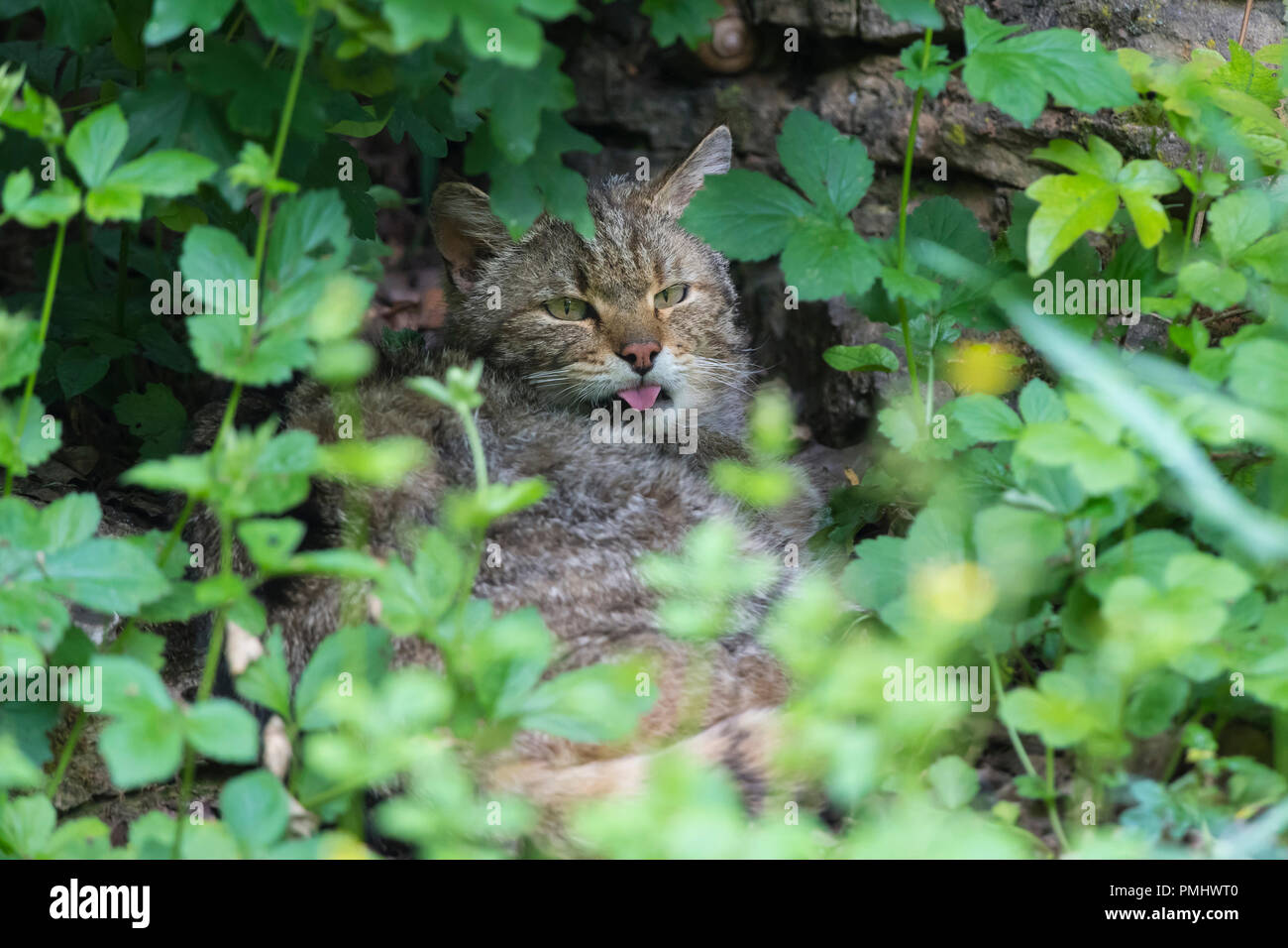 Wildcat, Felis silvestris, Tomcat, Germania Foto Stock