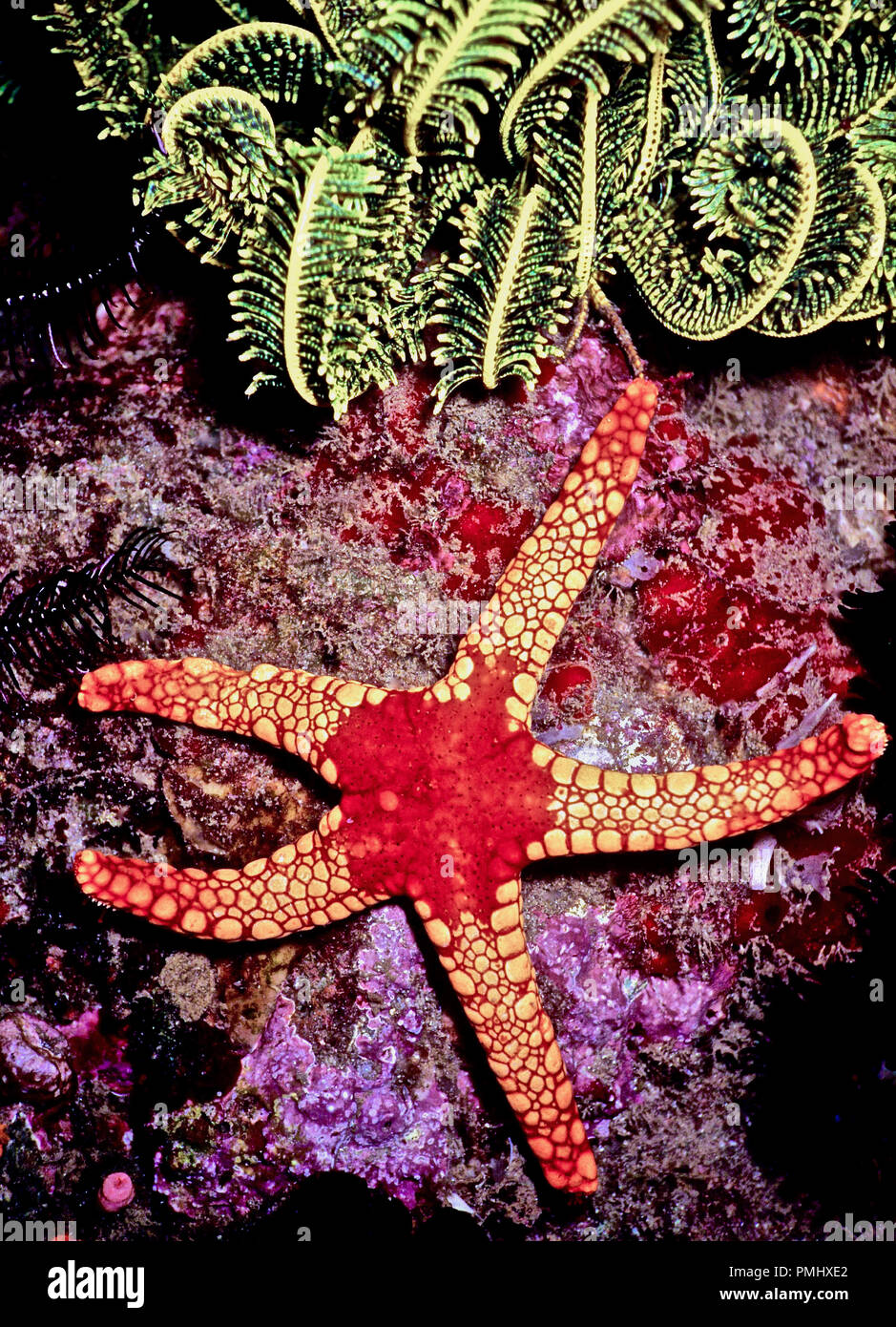 Questa è una perla stella di mare (Fromia monilis: 20 cm.), che è una delle più belle specie di stelle marine. Esso ha un grande rosso piastra centrale, la bocca essendo al di sotto di questa zona. I cinque bracci sono coperti da molti piccoli vivacemente colorato piastre. Stelle di mare può crescere un nuovo arto se uno è stato mangiato. La rigenerazione di stelle marine, sottoposto a tale comportamento predatorio, può spesso essere visto con 3 o 4 bracci. Mobile per mezzo di centinaia di idraulicamente-controllato i piedi di tubo, si nutrono principalmente di spugne e piccoli invertebrati. In alto vi è una parte di un giallo (featherstar Oligometra serripinna). Mar Rosso egiziano Foto Stock