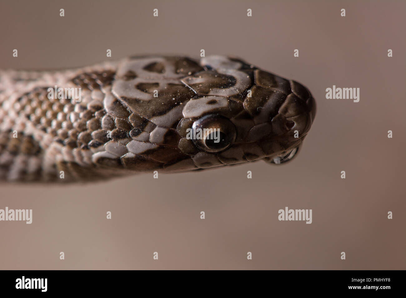 Un bambino Great Plains Ratsnake (Pantherophis emoryi) incontrati attraversare una strada in Mesa County, Colorado, Stati Uniti d'America. Foto Stock